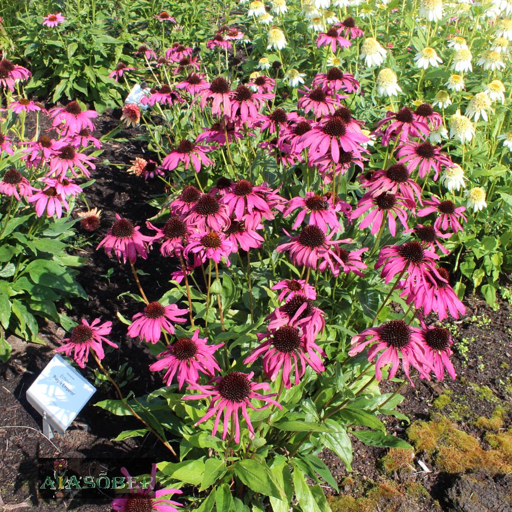 Siilkübar 'Purple Emperor' (6 tk) - Image 4