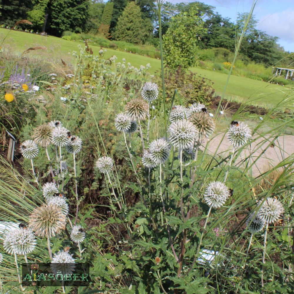 Ungari mesiohakas 'Albus' (6 tk) - Image 2