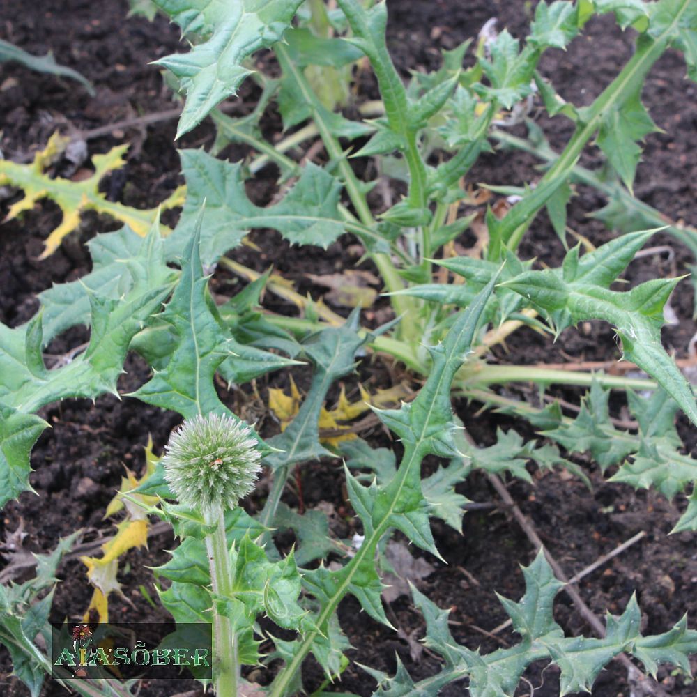 Ungari mesiohakas 'Albus' (6 tk) - Image 4