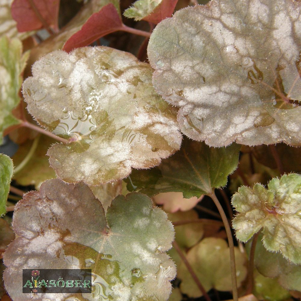 Helmikpööris 'Cascade Dawn' (6 tk) - Image 4