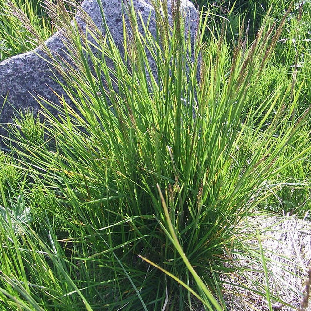 Luht-kastevars (6 tk) - Image 2