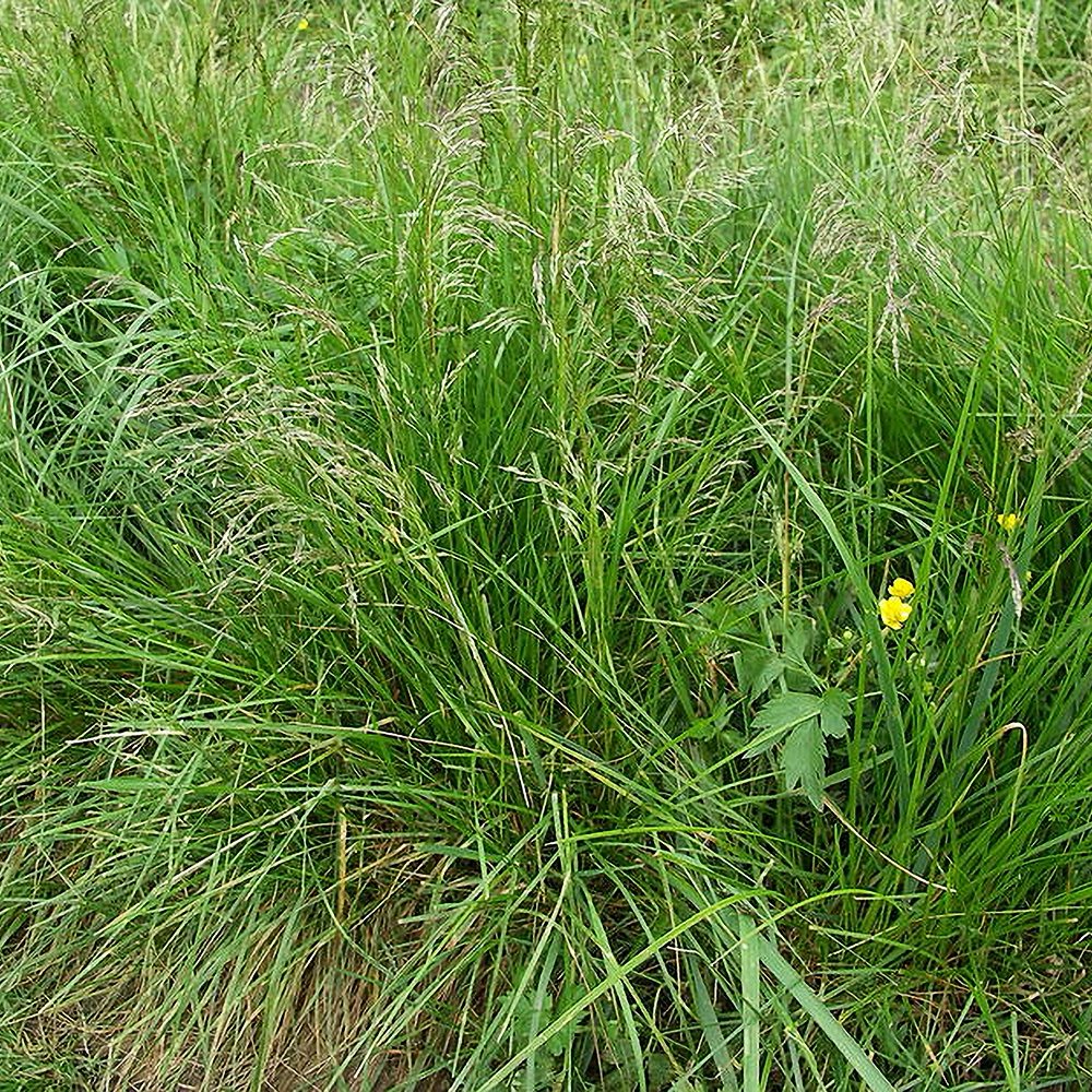 Luht-kastevars (6 tk) - Image 4