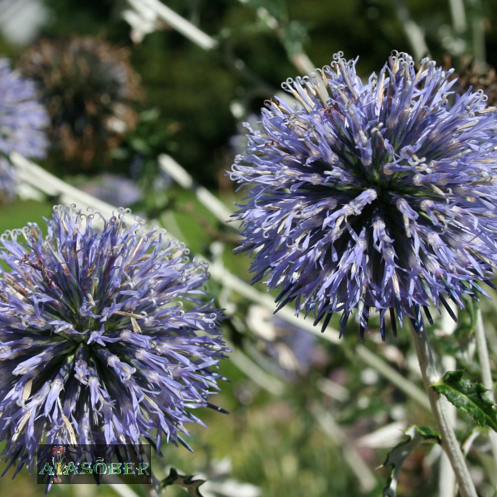 Sinine mesiohakas 'Platinum Blue' (6 tk) - Image 3