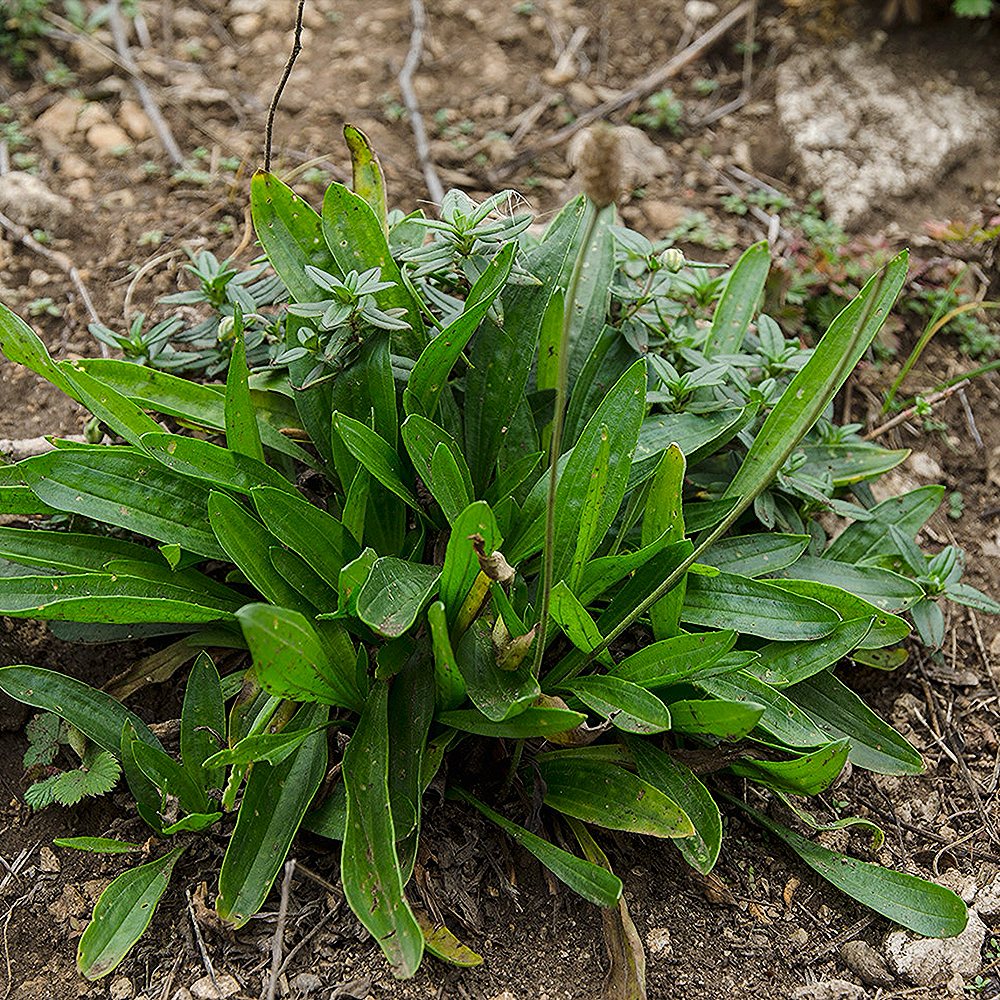 Süstlehine teeleht (6 tk) - Image 4
