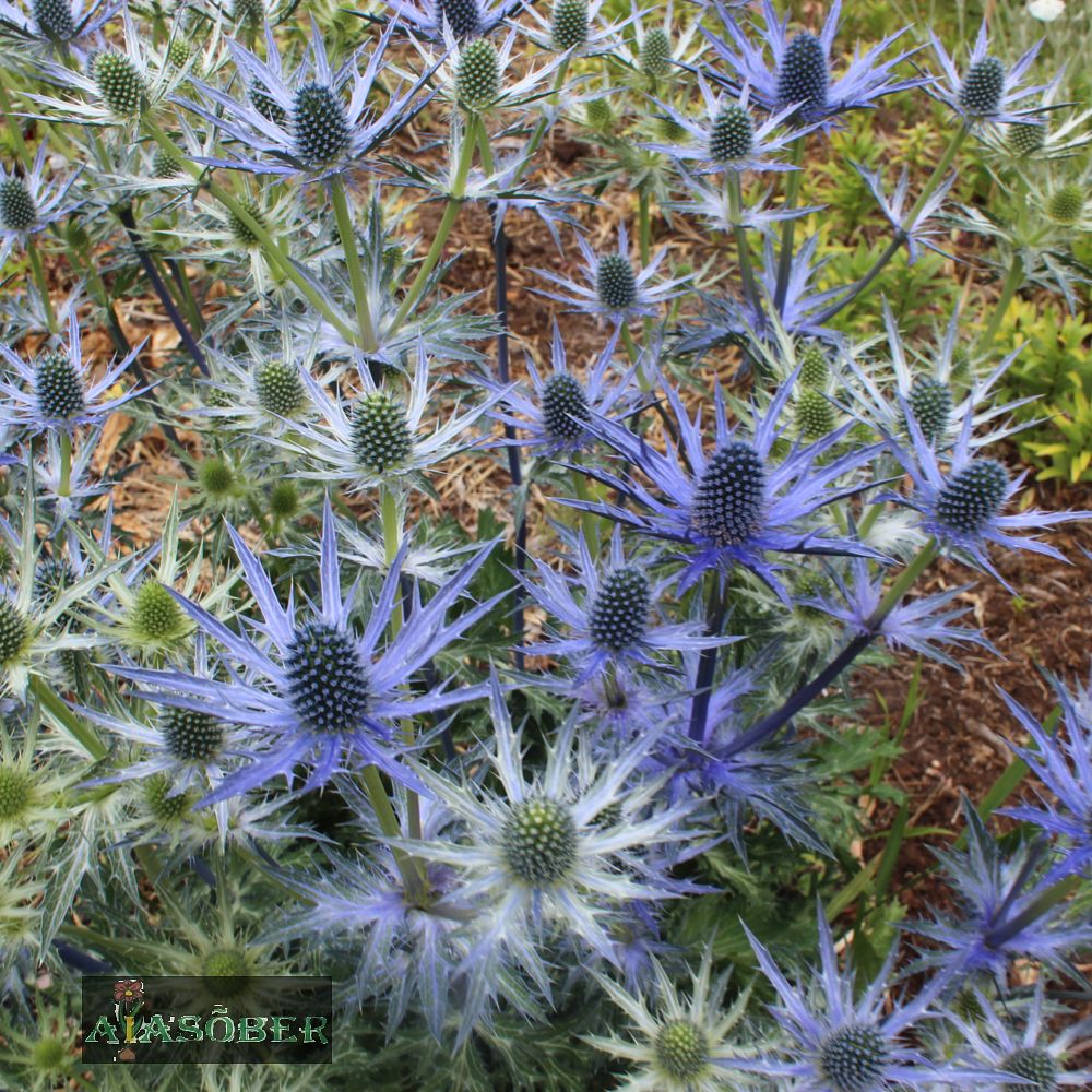 Zabeli ogaputk 'Violetta' (6 tk) - Image 2