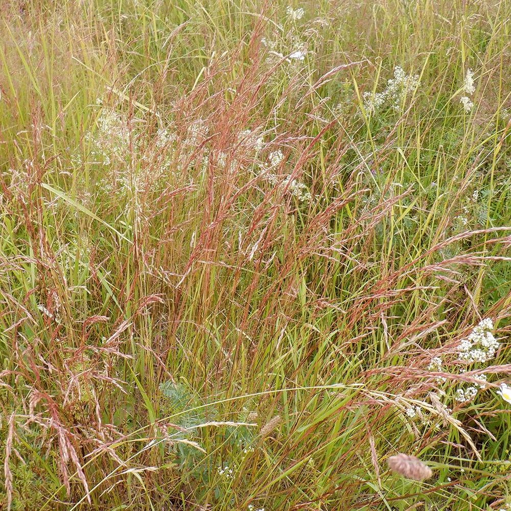 Punane aruhein (6 tk) - Image 2