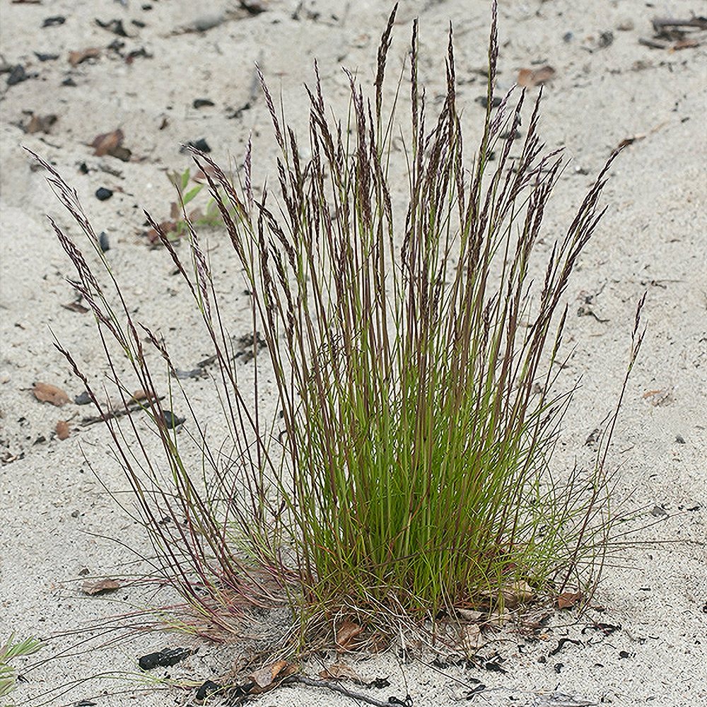 Punane aruhein (6 tk) - Image 3