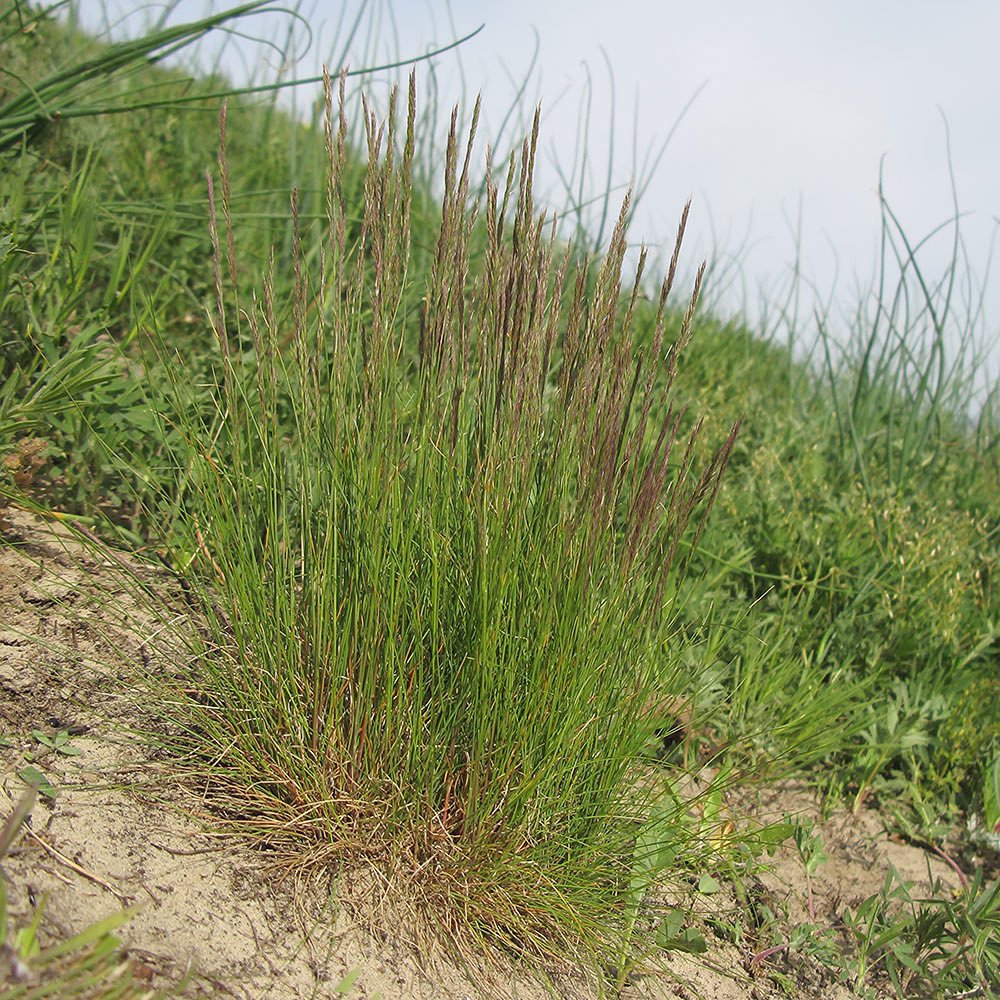 Punane aruhein (6 tk) - Image 4