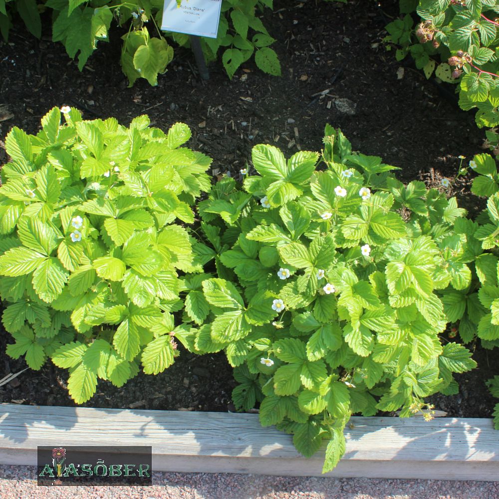 Kuumaasikas 'Rügen' (6 tk) - Image 2