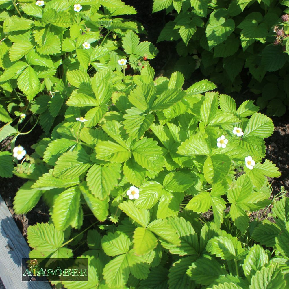 Kuumaasikas 'Rügen' (6 tk) - Image 3