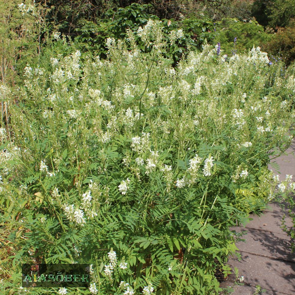 Harilik kitsehernes 'Alba' (6 tk) - Image 2