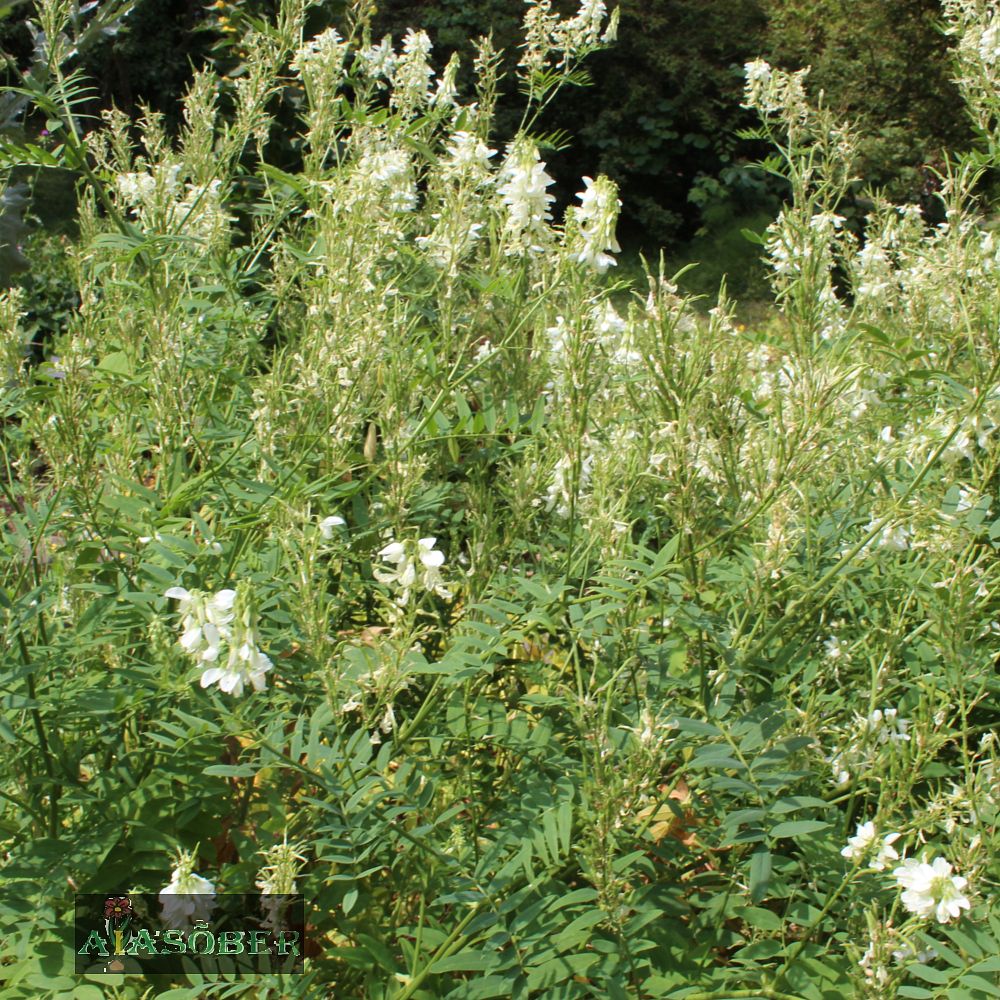 Harilik kitsehernes 'Alba' (6 tk) - Image 3