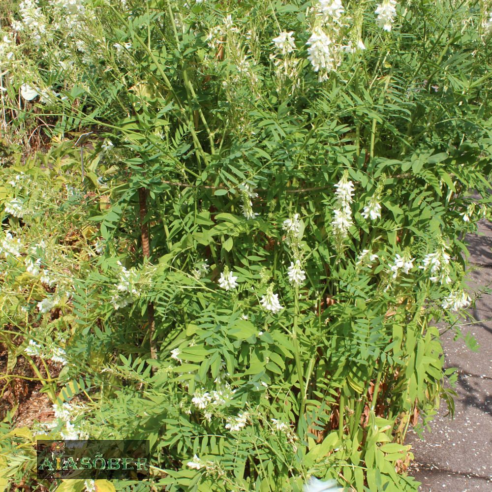 Harilik kitsehernes 'Alba' (6 tk) - Image 4