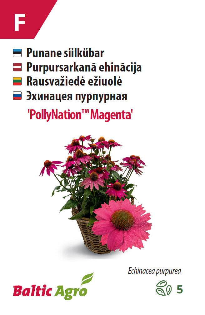Siilkübar 'PollyNation™ Magenta' 5 seemet
