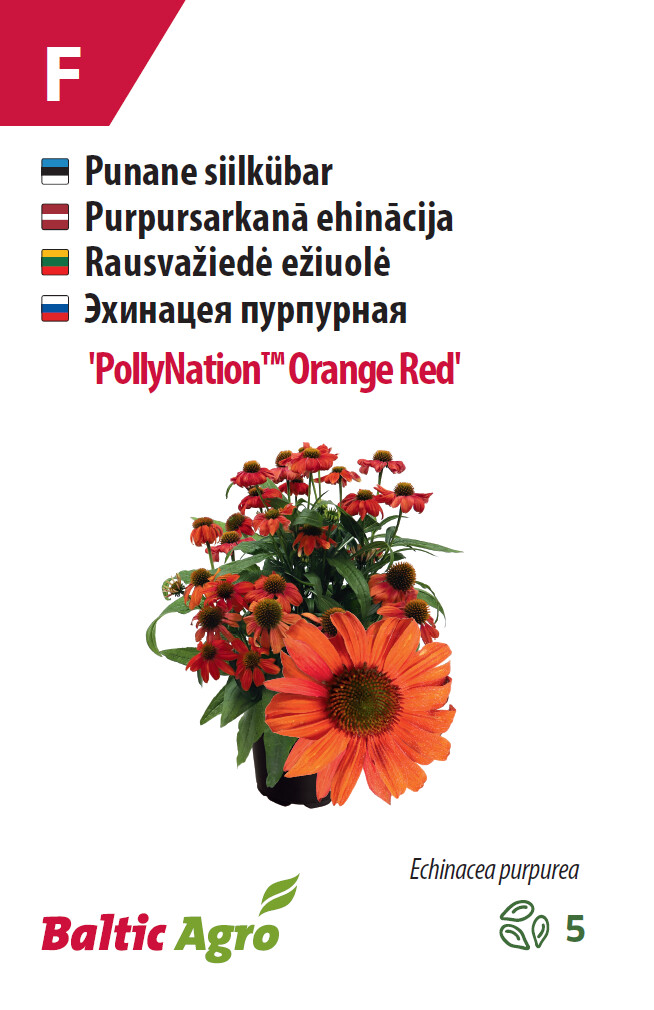 Siilkübar 'PollyNation™ Orange Red' 5 seemet