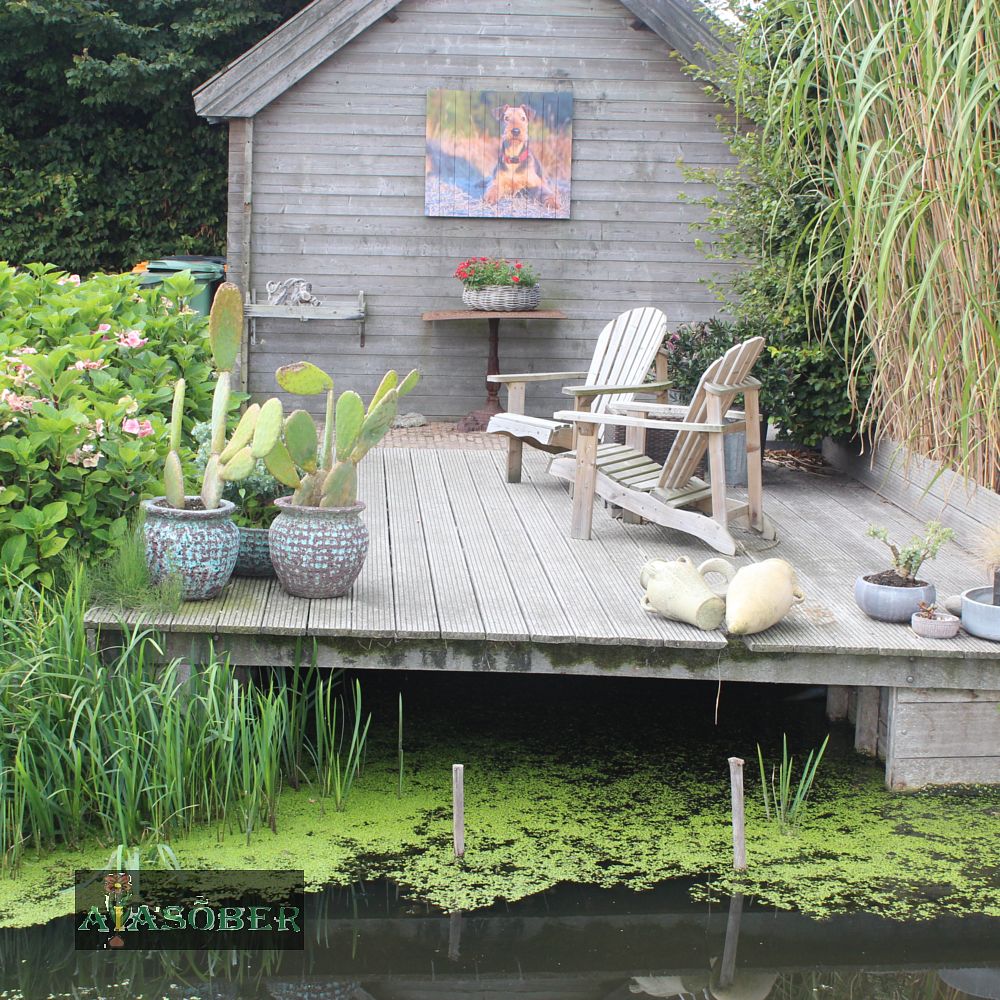 Dekoratiivdaalia (jorjen) 'Ariko' 1tk/pk - Image 2