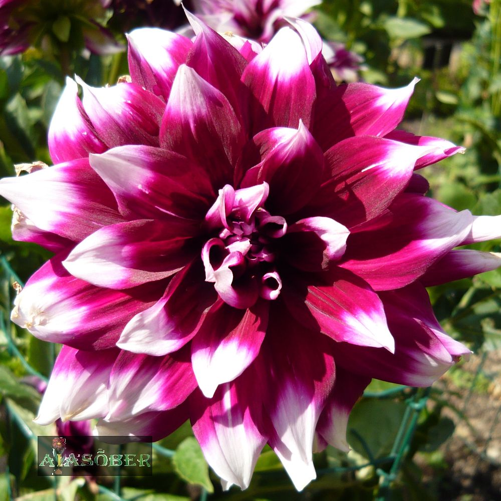 Dekoratiivdaalia (jorjen) 'Ariko' 1tk/pk - Image 3