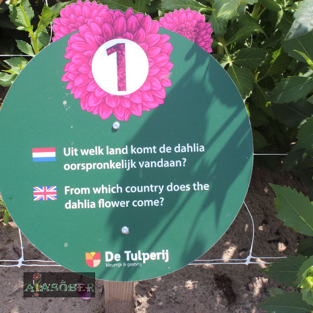 Dekoratiivdaalia (jorjen) 'Ariko' 1tk/pk - Image 4