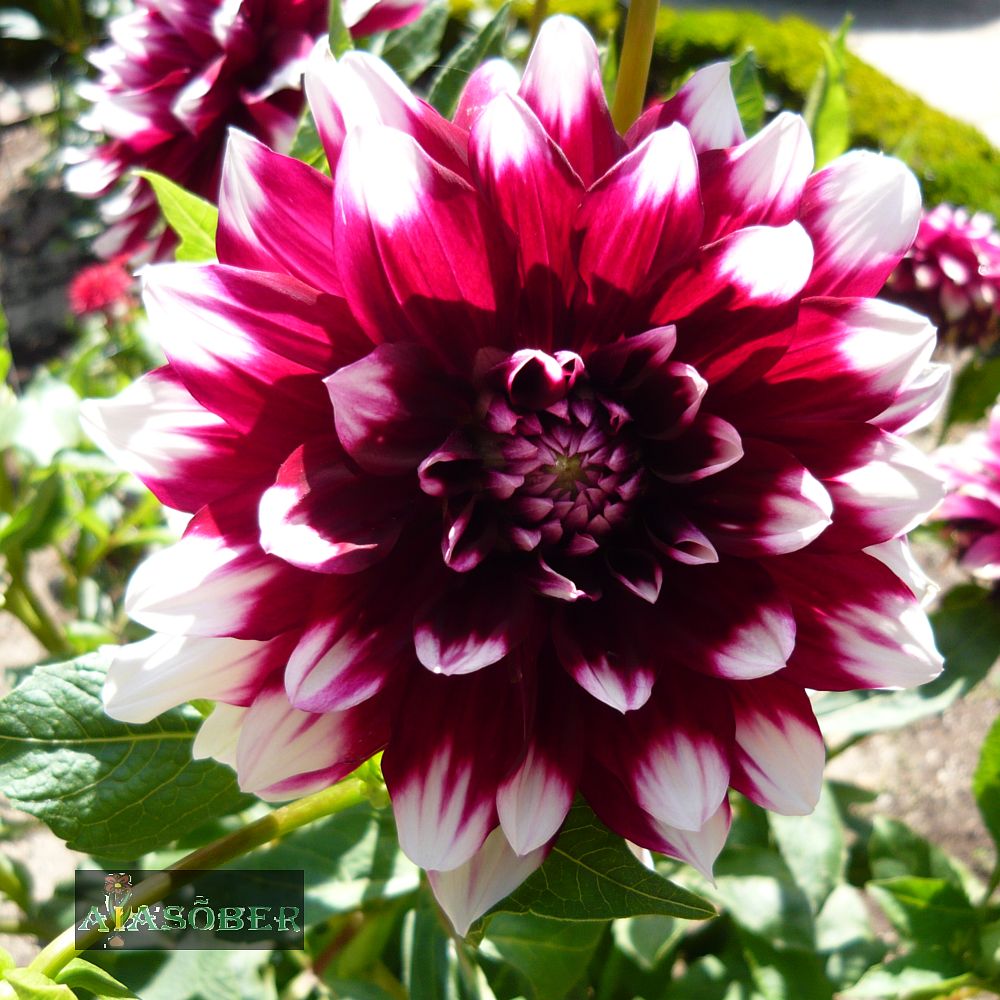 Dekoratiivdaalia (jorjen) 'Ariko' 1tk/pk