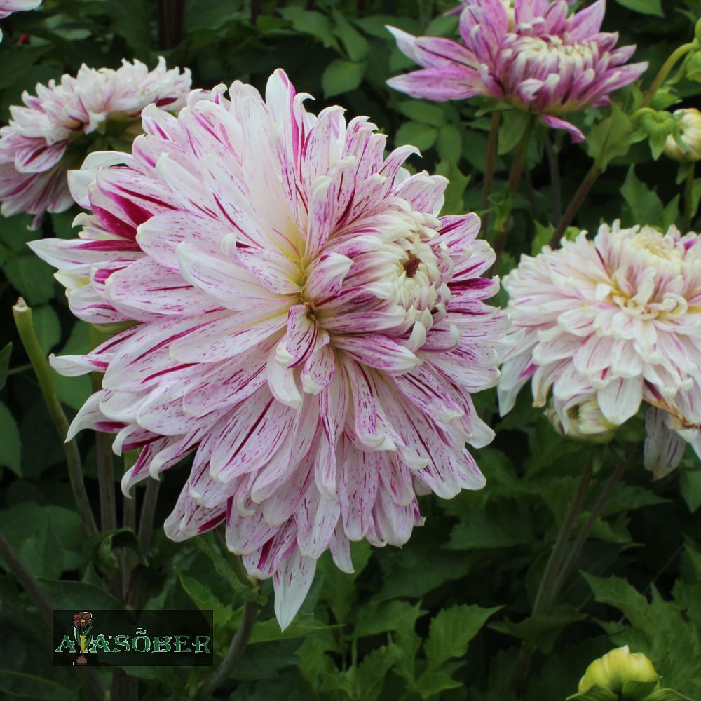 Dekoratiivdaalia (jorjen) 'Avignon' 1tk/pk - Image 2