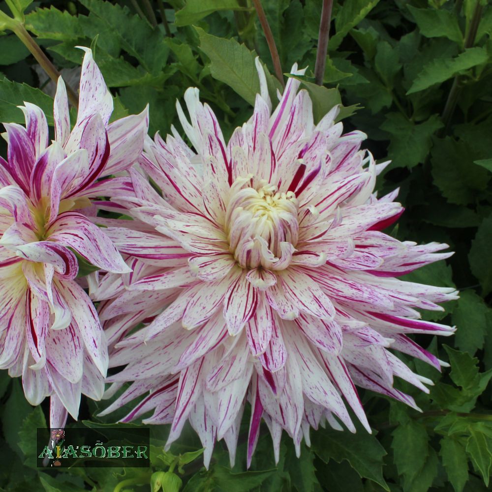 Dekoratiivdaalia (jorjen) 'Avignon' 1tk/pk - Image 3