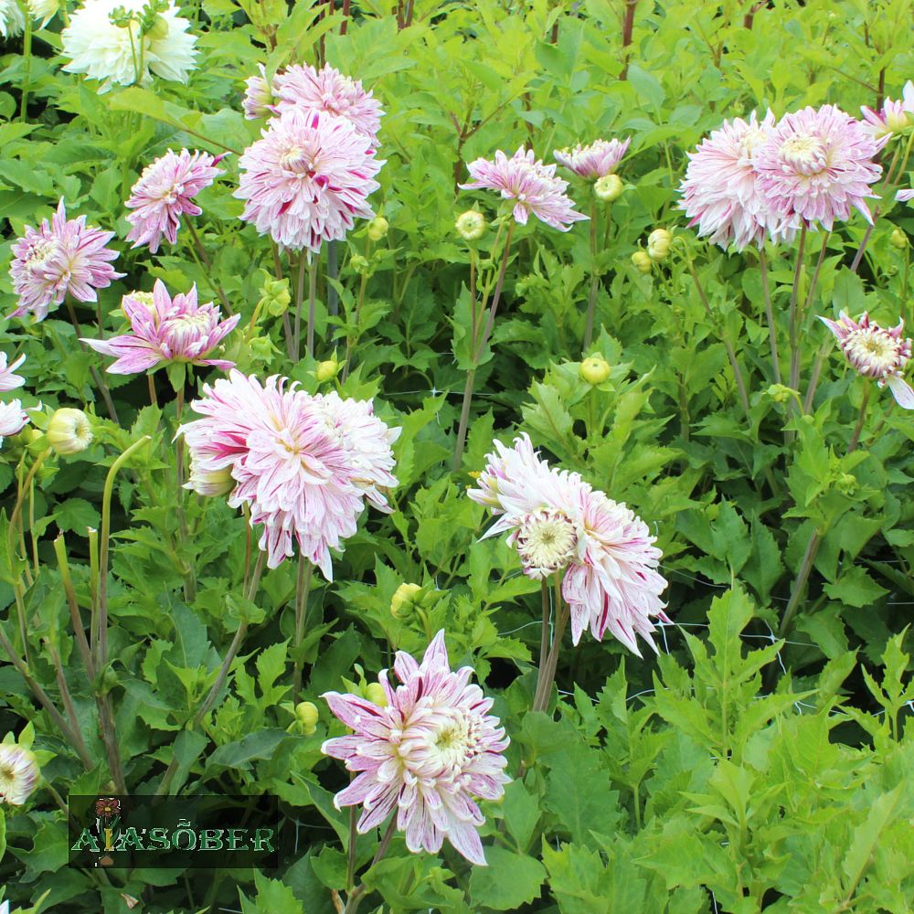 Dekoratiivdaalia (jorjen) 'Avignon' 1tk/pk - Image 4