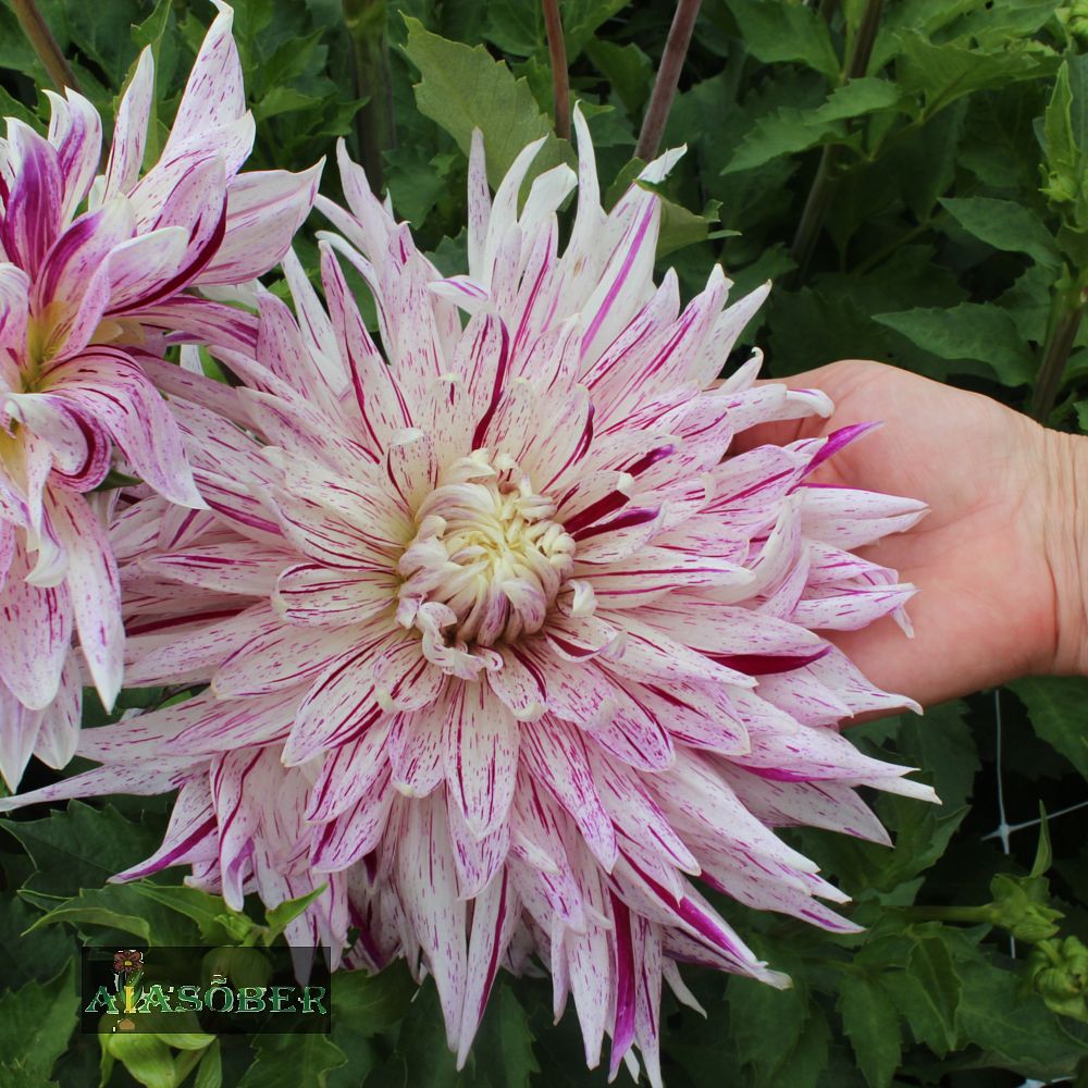 Dekoratiivdaalia (jorjen) 'Avignon' 1tk/pk