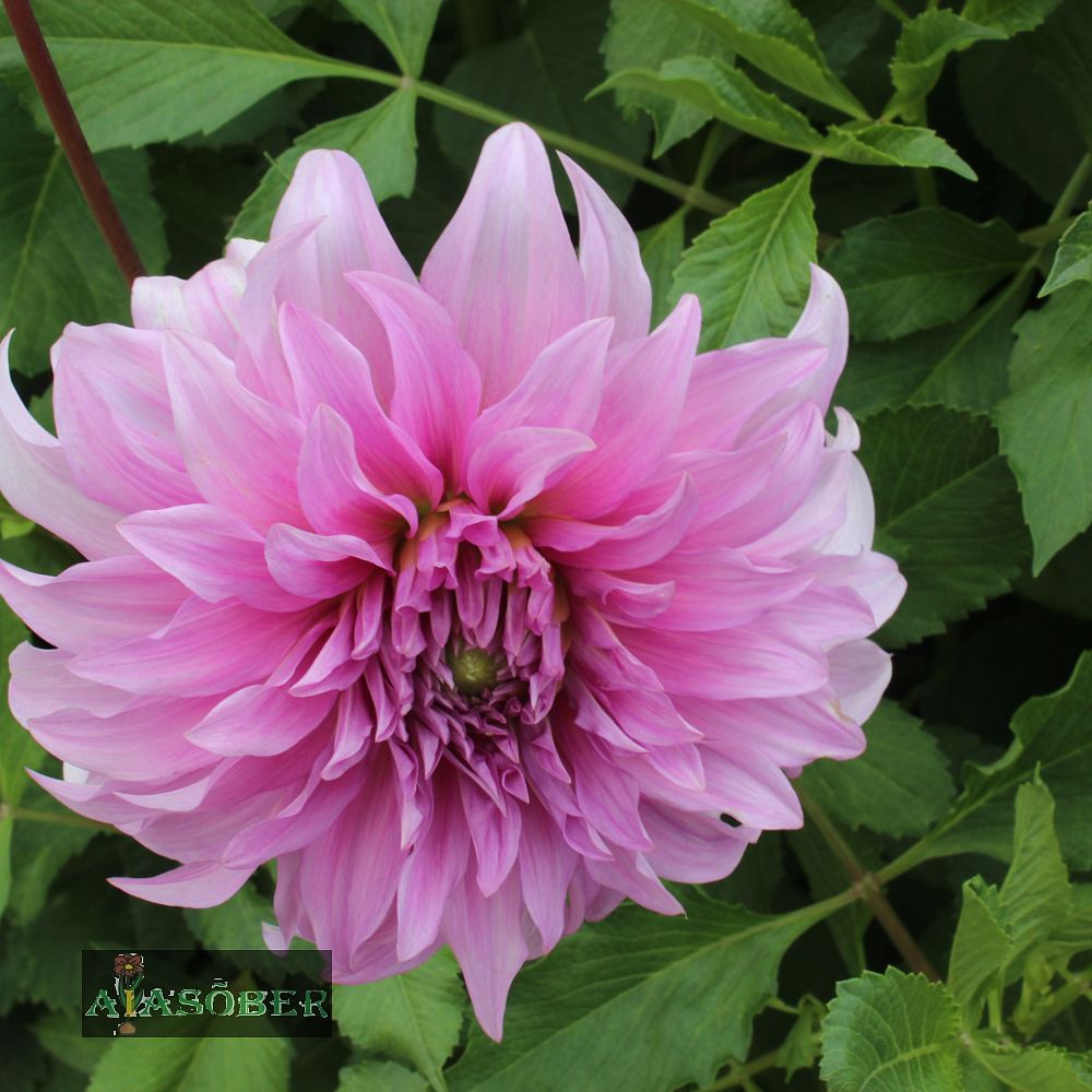 Dekoratiivdaalia (jorjen) 'Blue Boy' 1tk/pk