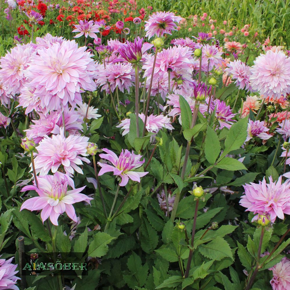 Kaktusdaalia (jorjen) 'Labyrinth Twotone' 1tk/pk - Image 3