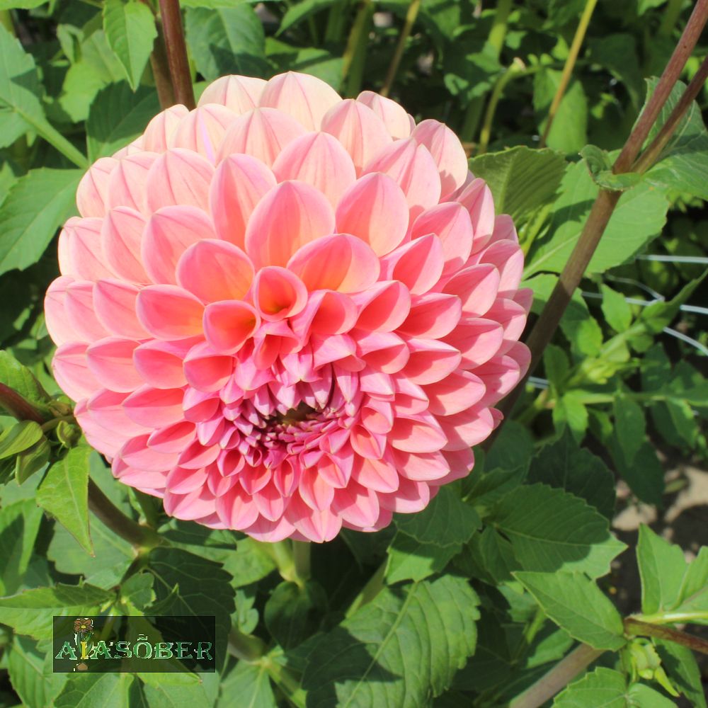 Pompoondaalia (jorjen) 'Linda's Baby' 1tk/pk