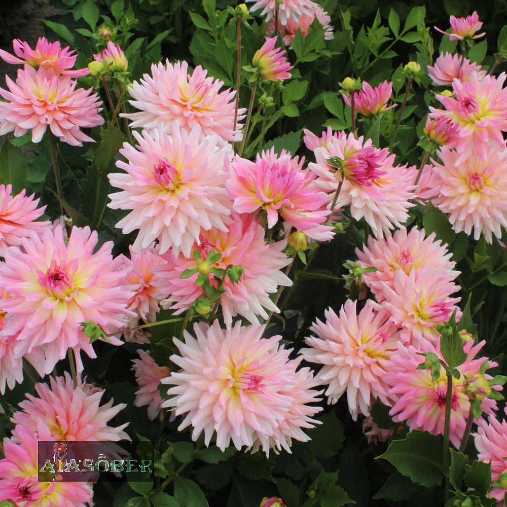 Aeddaalia (jorjen) 'Melody Gipsy' 1tk/pk - Image 2