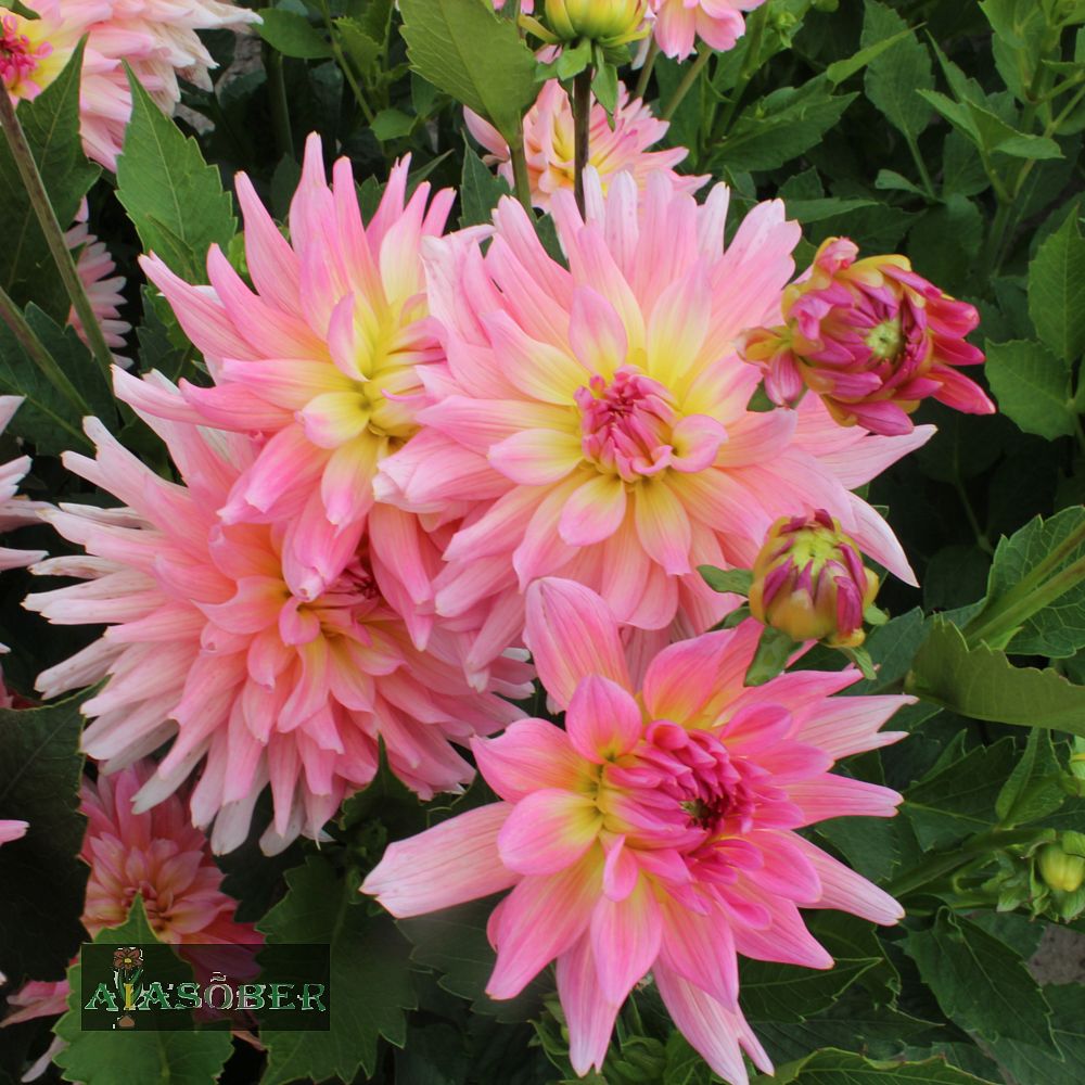 Aeddaalia (jorjen) 'Melody Gipsy' 1tk/pk