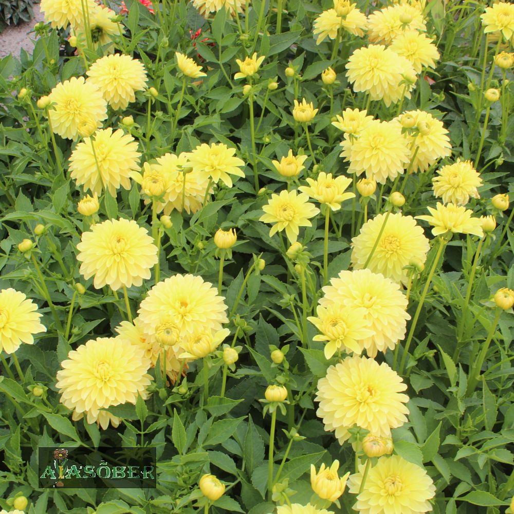 Aeddaalia (jorjen) 'Melody Latin' 1tk/pk - Image 2