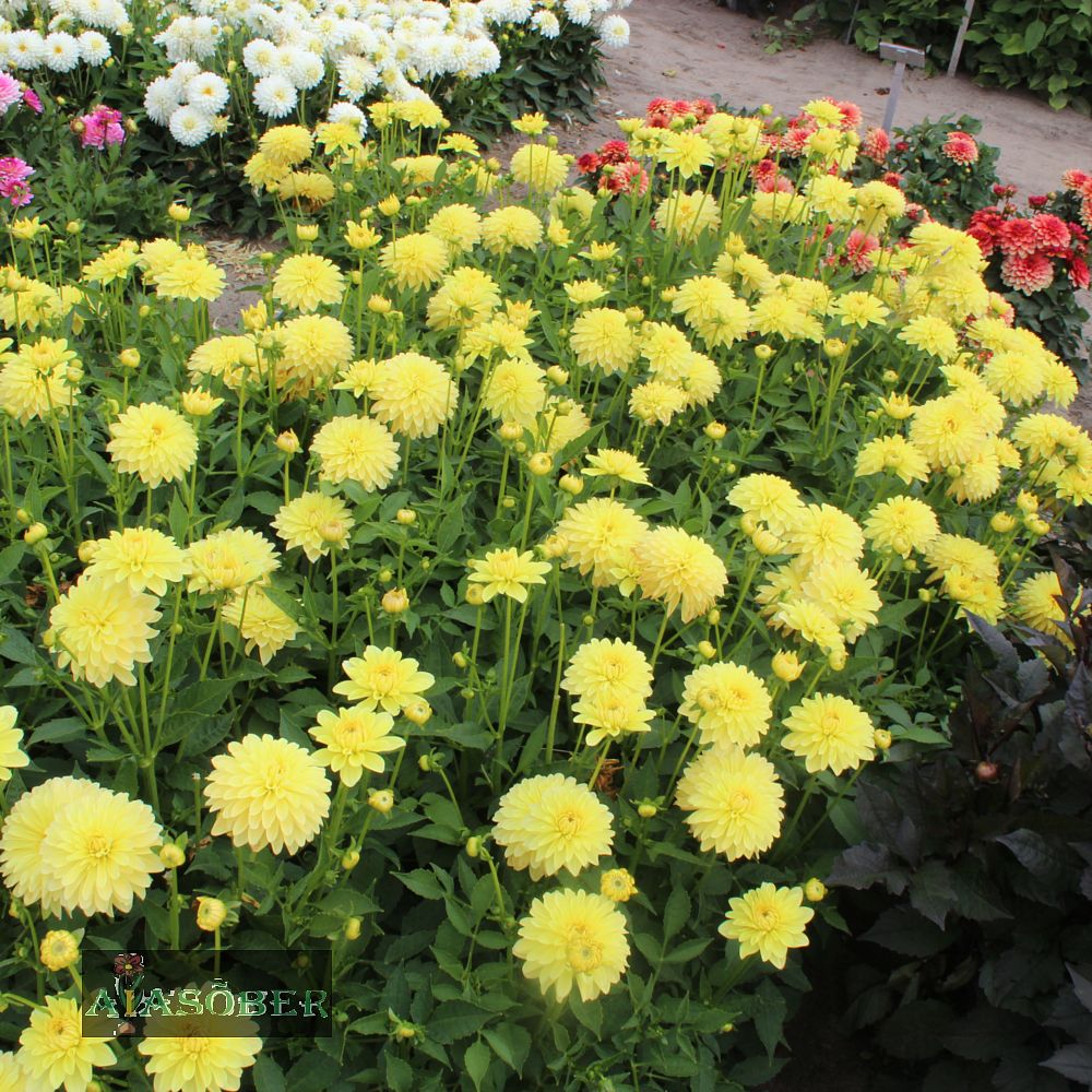 Aeddaalia (jorjen) 'Melody Latin' 1tk/pk - Image 4