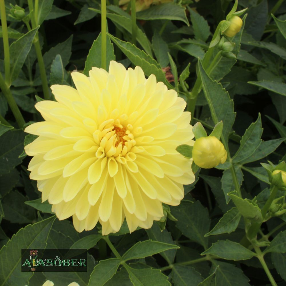 Aeddaalia (jorjen) 'Melody Latin' 1tk/pk