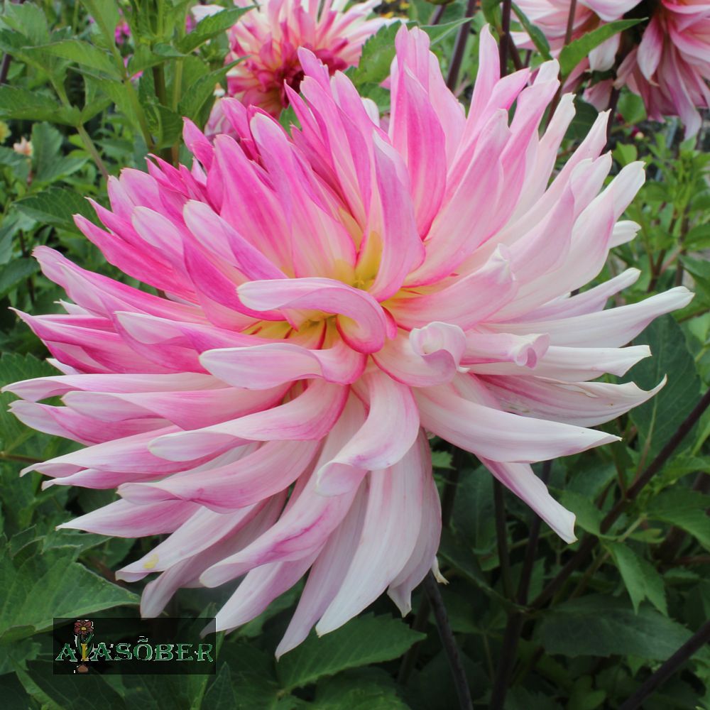 Kaktusdaalia (jorjen) 'Mingus Randy' 1tk/pk - Image 3