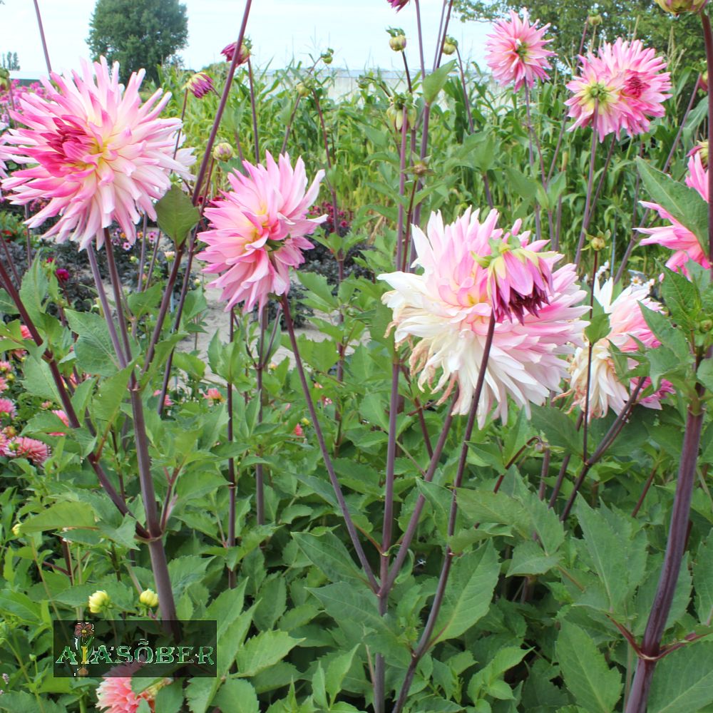 Kaktusdaalia (jorjen) 'Mingus Randy' 1tk/pk - Image 4