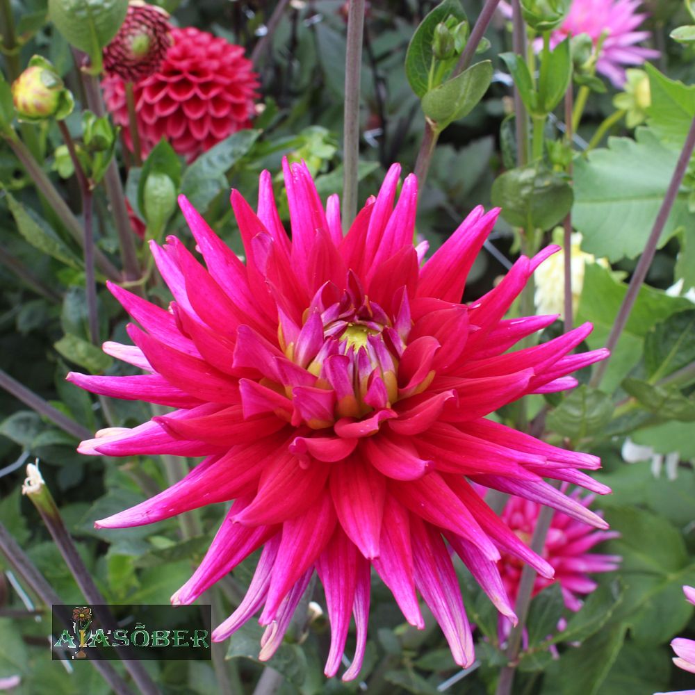 Kaktusdaalia (jorjen) 'Orfeo' 1tk/pk