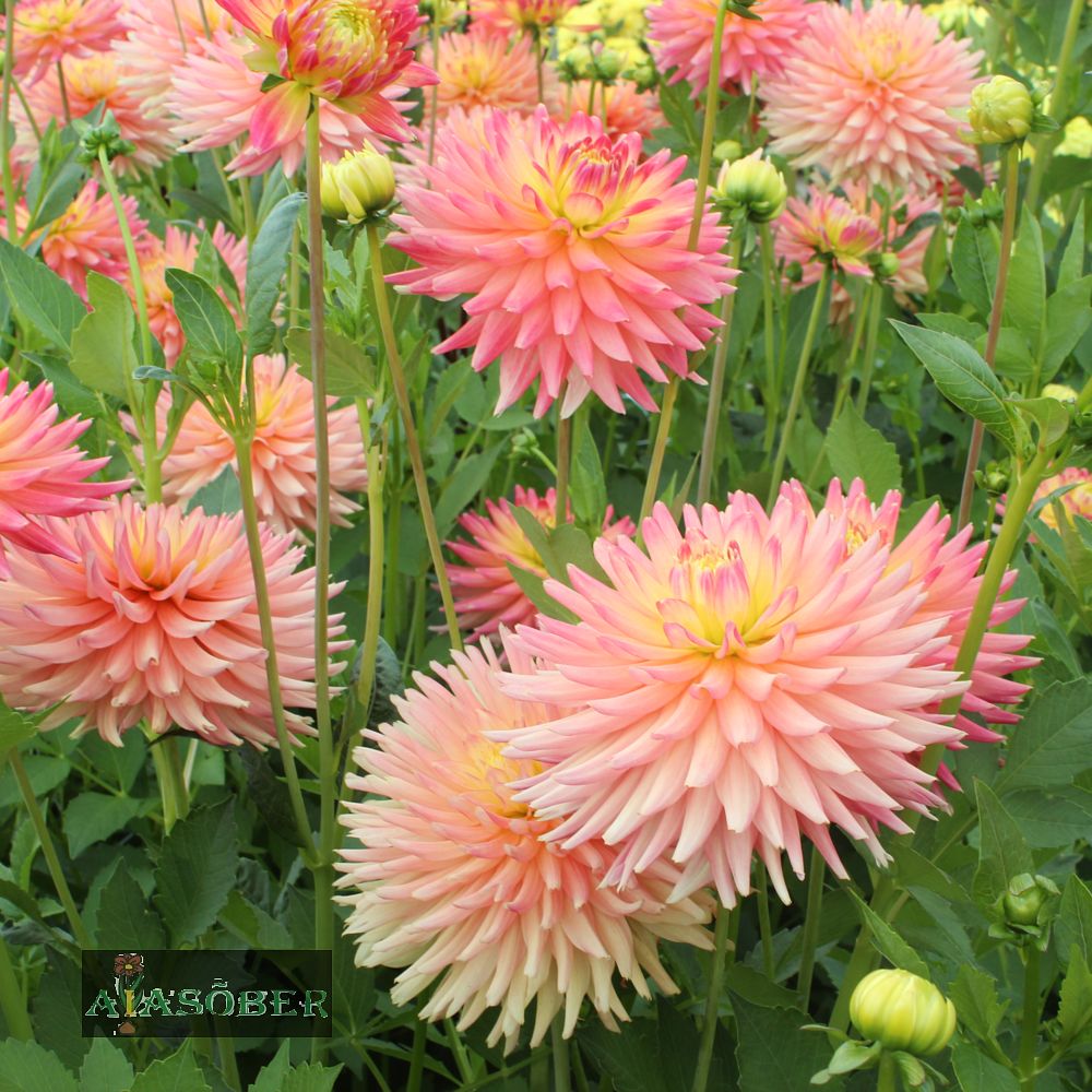 Kaktusdaalia (jorjen) 'Preference' 1tk/pk