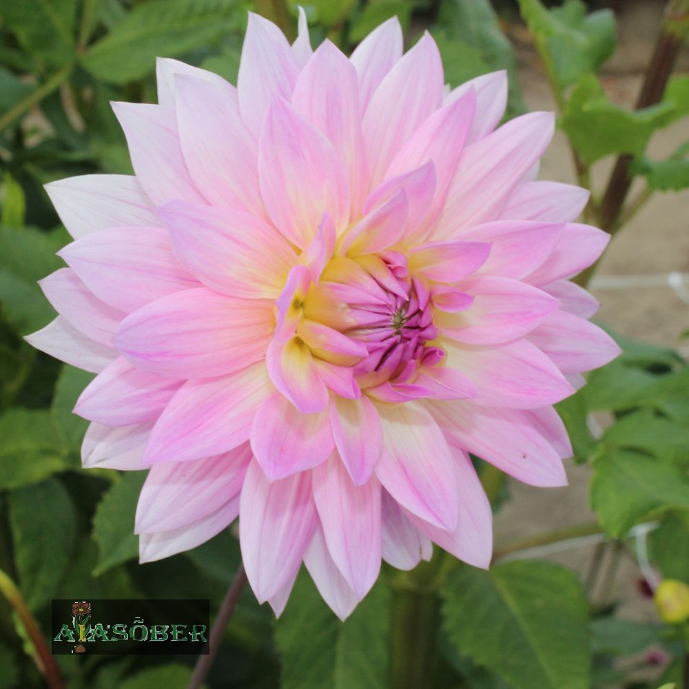 Dekoratiivdaalia (jorjen) 'Arbatax' 1tk/pk - Image 3