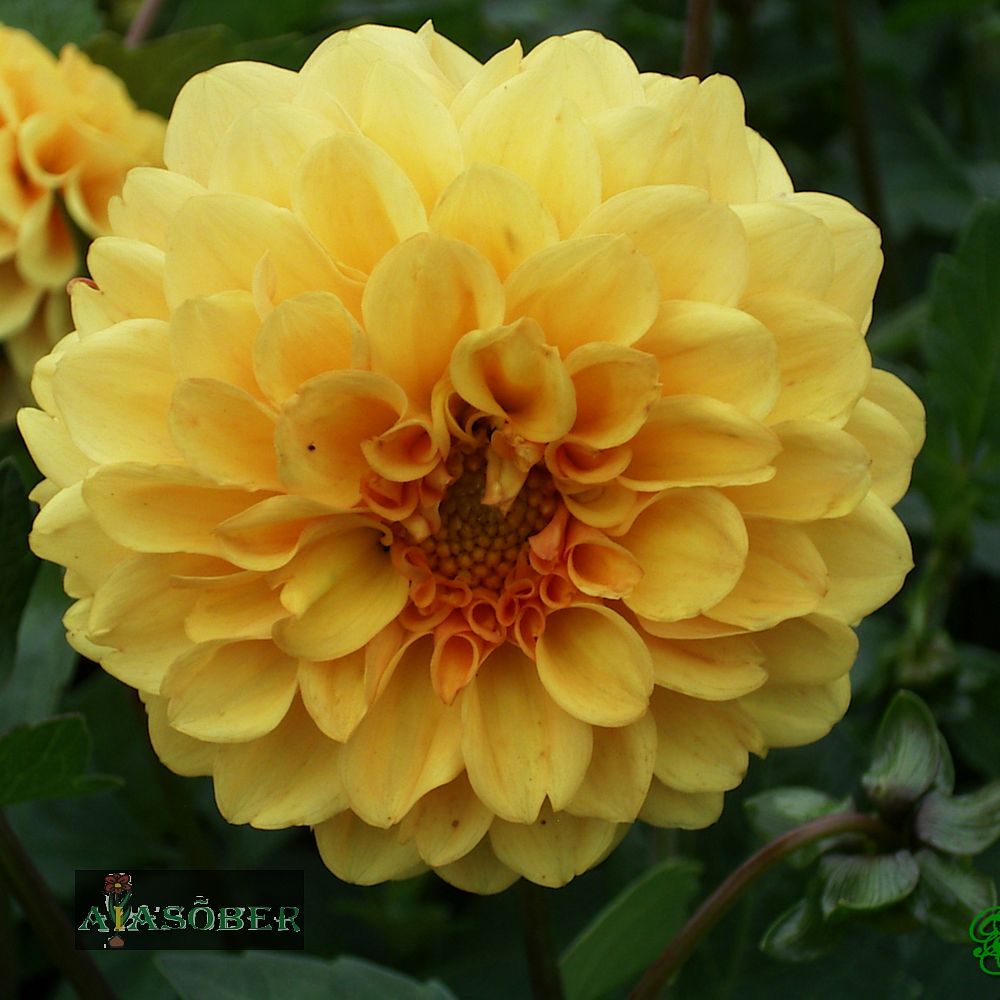 Pompoondaalia (jorjen) 'Golden Scepter' 1tk/pk - Image 2