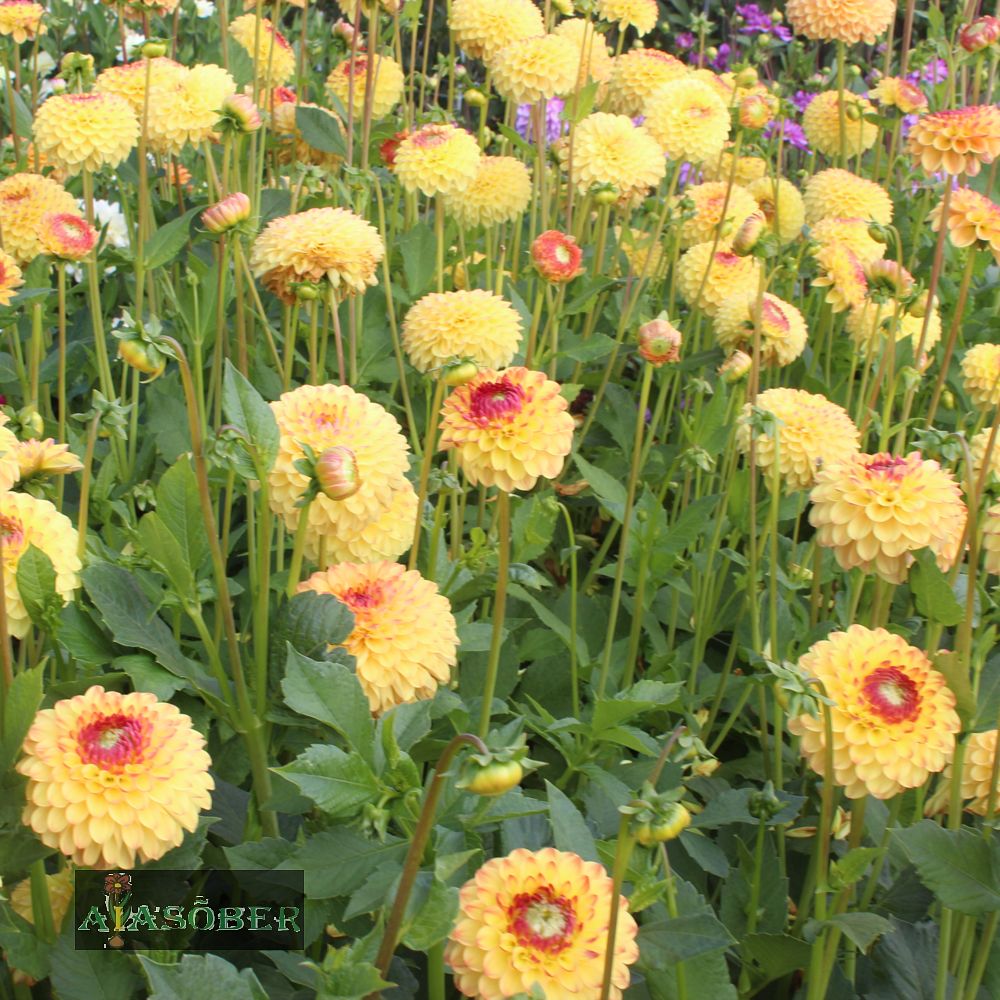 Pompoondaalia (jorjen) 'Golden Scepter' 1tk/pk - Image 3