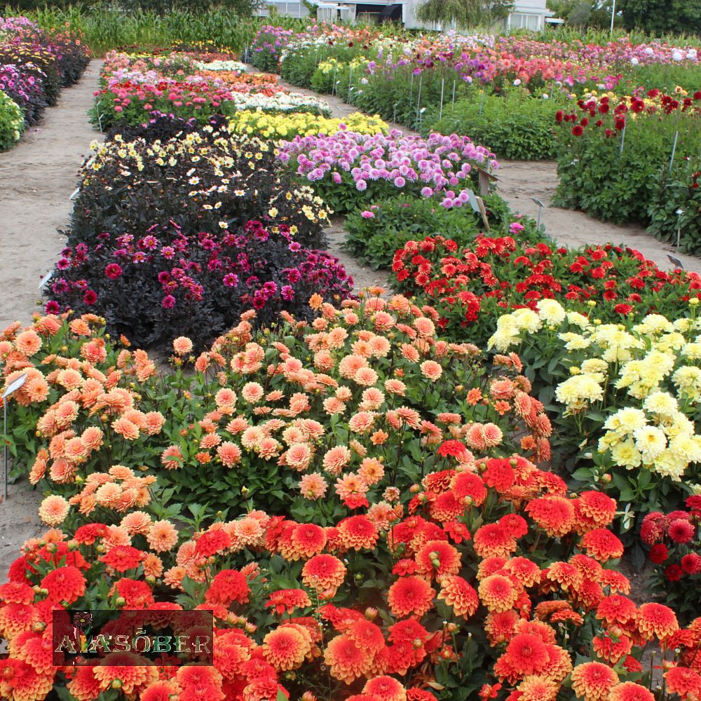 Pompoondaalia (jorjen) 'Golden Scepter' 1tk/pk - Image 4