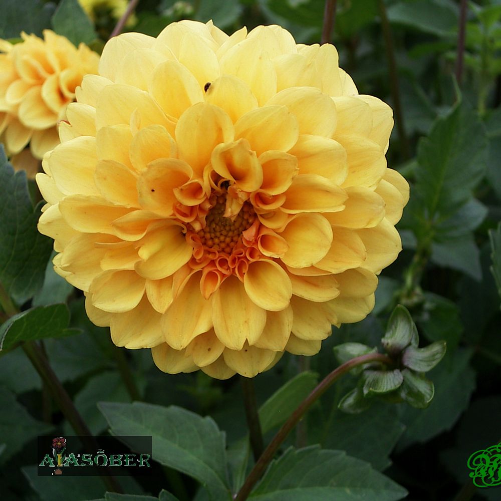 Pompoondaalia (jorjen) 'Golden Scepter' 1tk/pk