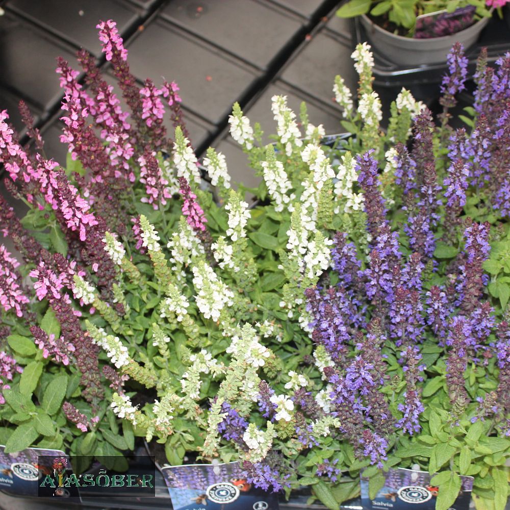 Metssalvei 'Caradonna Compact Pink' - Image 2