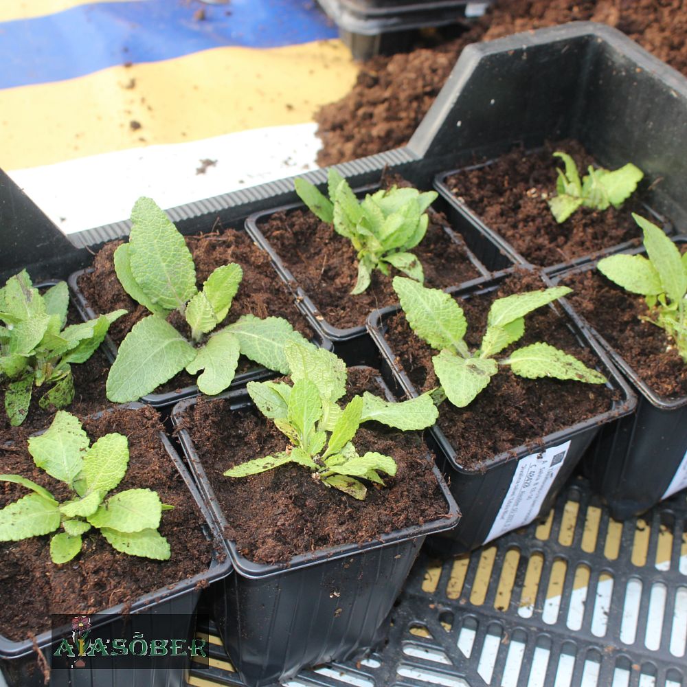 Metssalvei 'Caradonna Compact Pink' - Image 3