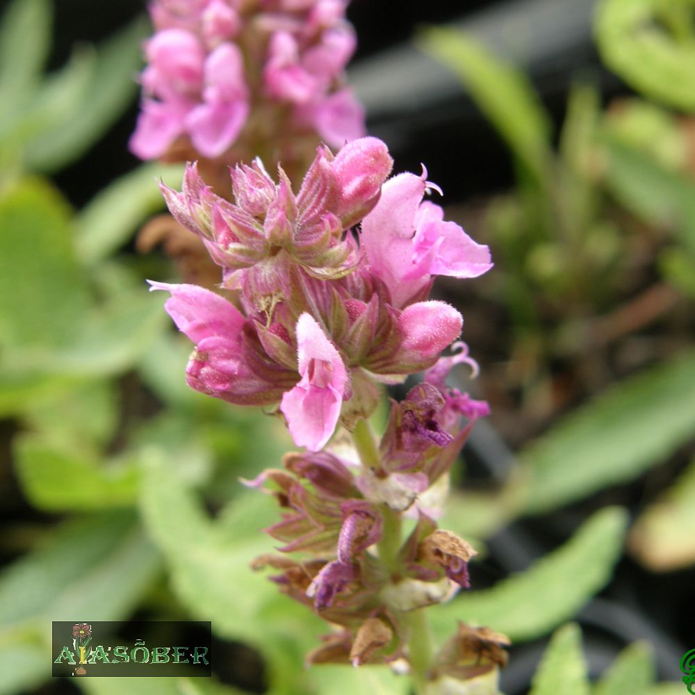 Metssalvei 'Caradonna Compact Pink' - Image 4