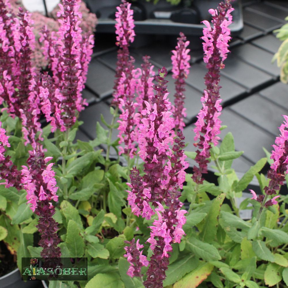 Metssalvei 'Caradonna Compact Pink'