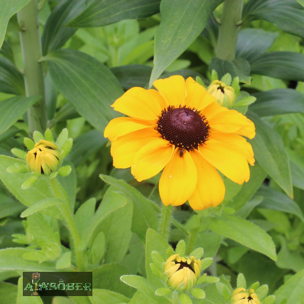 Karvane päevakübar 'Toto Gold' - Image 2