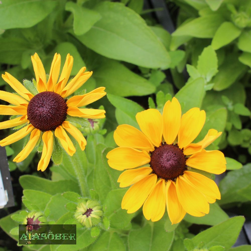 Karvane päevakübar 'Toto Gold'